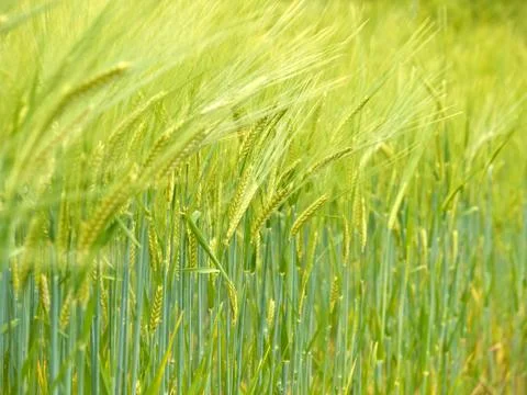 Green wheat field Foto stock