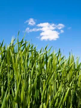 Green wheat field Stock-Fotos