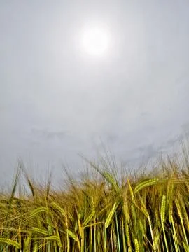 Green wheat field 스톡 사진