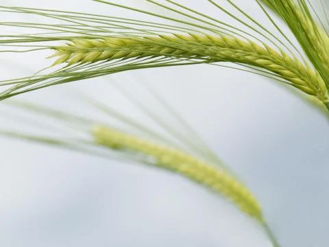 Green wheat field Foto stock