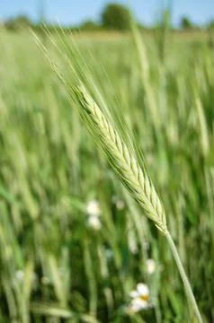 Green wheat field Stock Photos