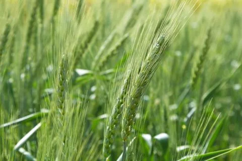 Green wheat field Stock-Fotos