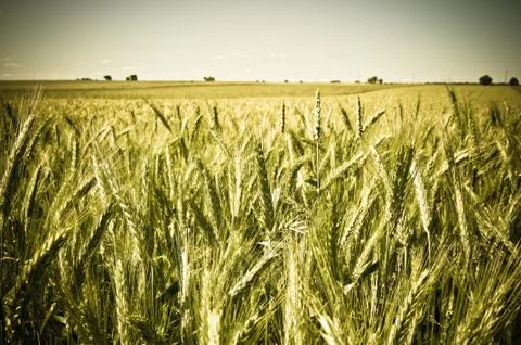 Green wheat field Stock Photos