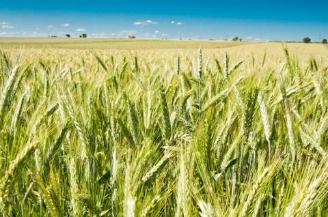 Green wheat field Stock Photos