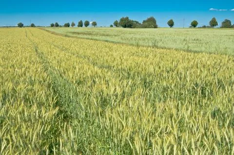 Green wheat field Stock Photos