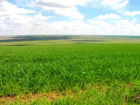 Green wheat field Stock Photos