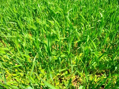 Green wheat field Stock Photos
