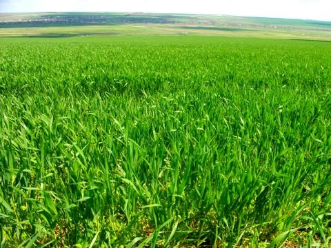 Green wheat field Stock Photos