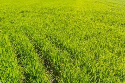 Green wheat field Stock Photos