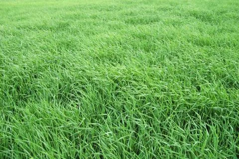 Green wheat field Stock Photos