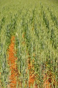 Green wheat field Stock Photos