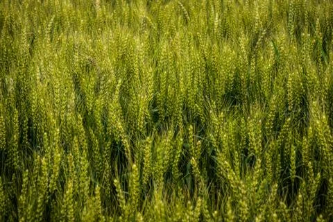 Green wheat field Stock Photos