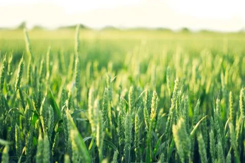 Green wheat field Stock Photos