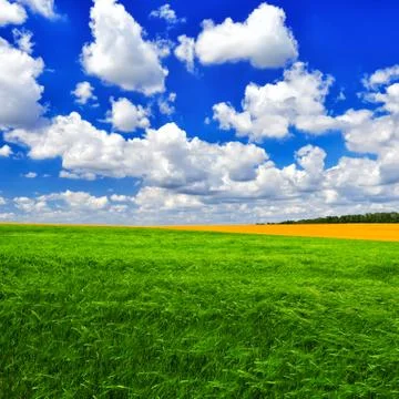 Green wheat field Foto stock