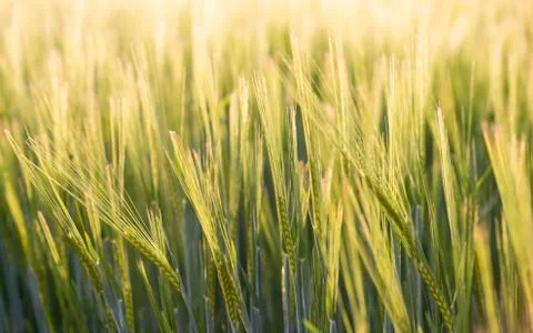 Green wheat field Foto stock