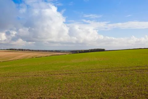 Green wheat field Stock Photos