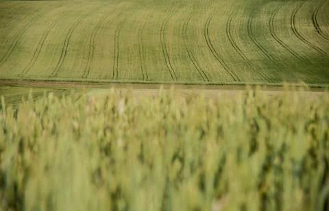 Green Wheat field Stock Photos