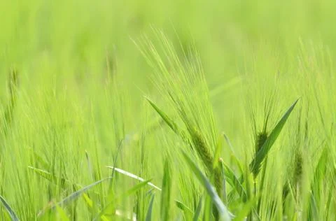 Green wheat field Stock Photos