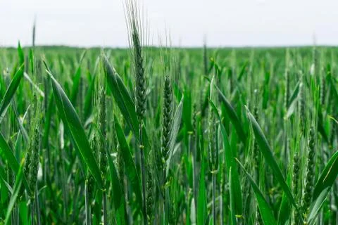 Green wheat field Stock Photos