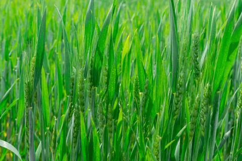 Green wheat field Stock Photos