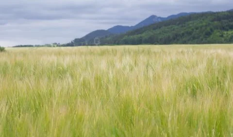 Green wheat field Stock Photos