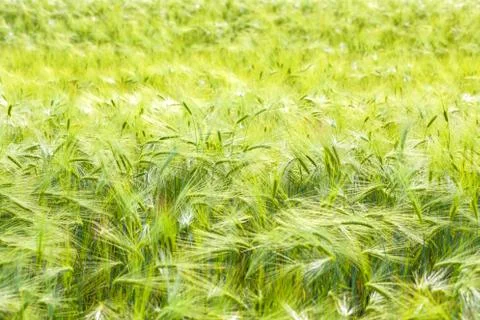 Green wheat field Stock Photos