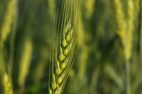 Green wheat in field Stock Photos