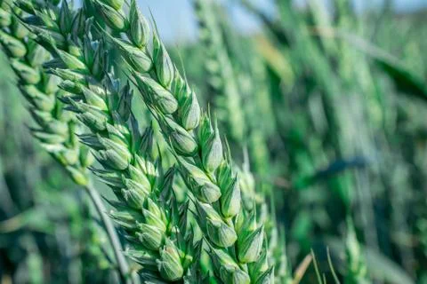 Green wheat on field Stock Photos