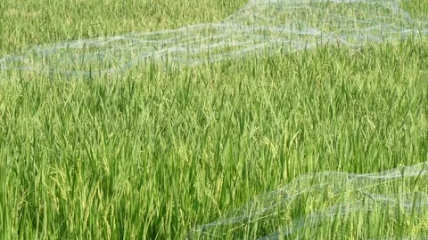 Green wheat field with protective anti-bird mesh net, agriculture farming h.. Stock Footage 345196889