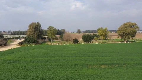 Green wheat field Reverse shot Video stock 125912560