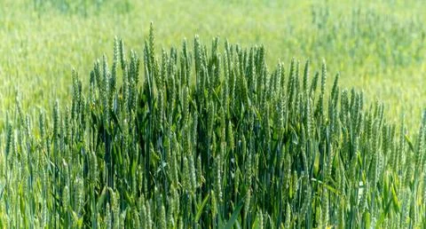 Green wheat field. ripening ears of meadow wheat field. Ears of green wheat Stock Photos