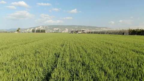 Green wheat field rows Stock Footage 127477922