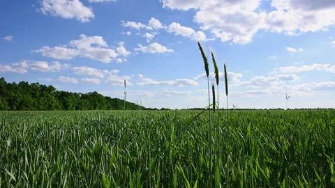 Green Wheat Field with Rye Ears Under Blue Sky. Triticum aestivum. Stock Footage 336011209