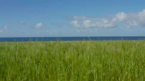 The green wheat field on the seashore Stock Footage 235609705