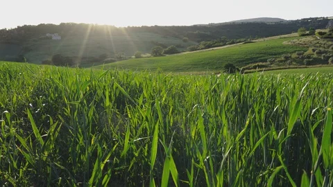 Green wheat field shacked by wind Stock Footage 129620102