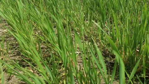 Green wheat field shaking in the wind HD 1080 스톡 동영상 108099224
