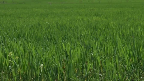 Green wheat field shaking in the wind HD 1080 Stock Footage 108099332