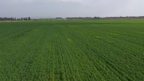 Green Wheat Field Sidepass Stock Footage 125911214
