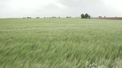 Green wheat field slightly moved by the wind on a cloudy day Stock Footage 246599519