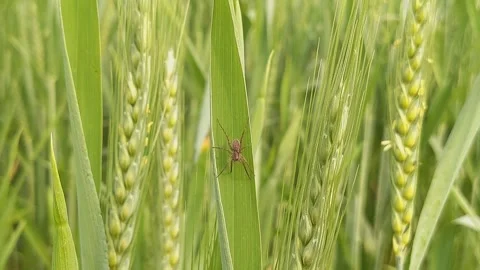 Green Wheat Field with Small Insect in Summer Sunlight Video Clip Stockbeeldmateriaal 331765835