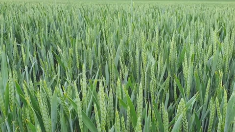 Green wheat field, spikelets of wheat in the wind Stock Footage 133202819