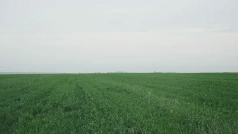 Green wheat field in the spring Stock Footage 171653960