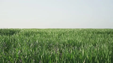Green wheat field in the spring Stockbeeldmateriaal 171654026