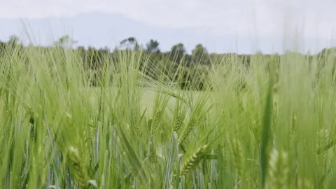 Green wheat field in Spring Stock Footage 196994119