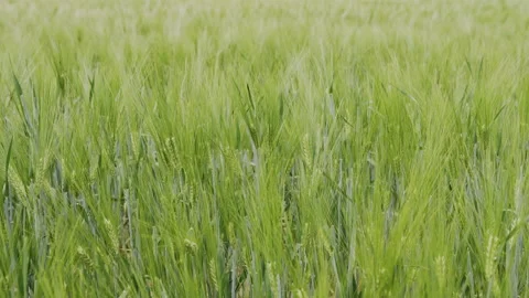 Green wheat field in Spring Stock Footage 196998007