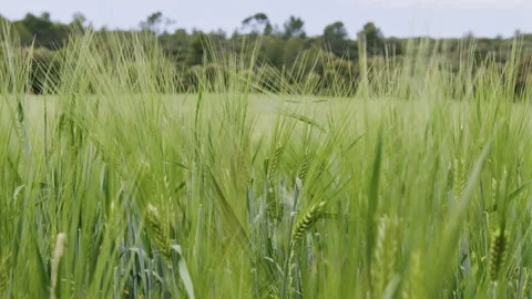 Green wheat field in Spring Stock Footage 196998471