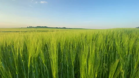 Green wheat field in spring Stock Footage 241799213