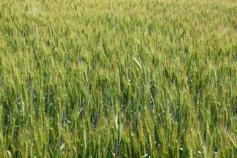 Green Wheat Field in Spring Stock Photos