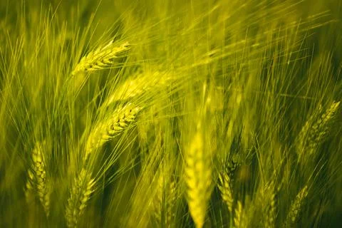 Green wheat on the field in spring. Selective focus, shallow DOF background. Stock Photos