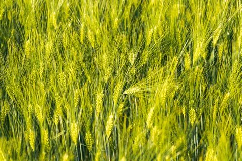 Green wheat on the field in spring. Selective focus, shallow DOF background. Stock Photos